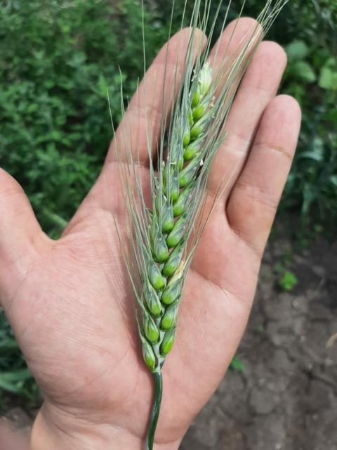 Озимая пшеница - Saatbau Russia