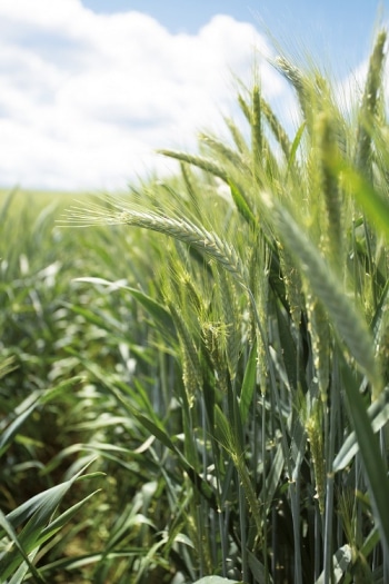 wintertriticale2-2019
