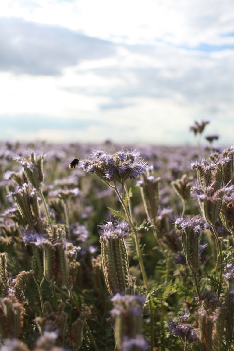 Phacelia