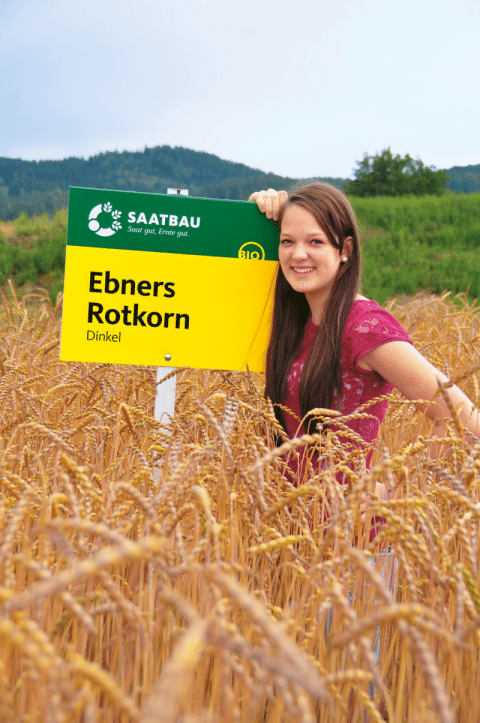 Ebners_Rotkorn-bio